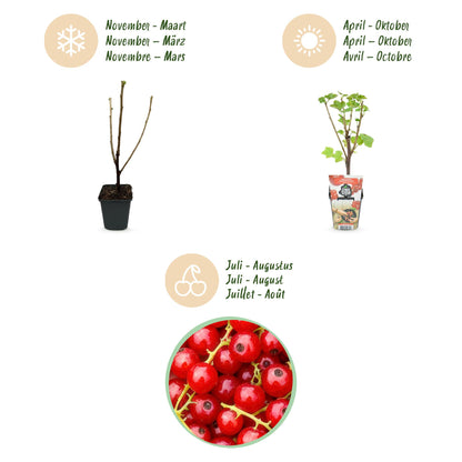 Buitenplant 6x Ribes rubrum Jonkheer van Tets - Winterhard - Pot Ø 9cm Hoogte ↕ 25cm