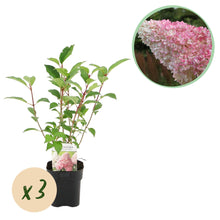 Buitenplant 3x Hydrangea paniculata 'Vanille Fraise' - Bloeiend - Pot Ø 17cm Hoogte ↕ 50cm