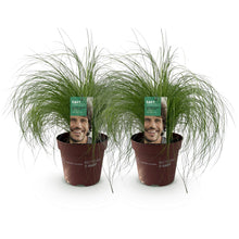 Buitenplant 2x Stipa tenuifolia 'Pony Tails' - Bladhoudend - Pot Ø 17cm Hoogte ↕ 50cm