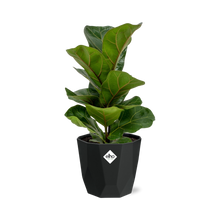 Kamerplant - Ficus Lyrata 'Bambino' - Pot Ø 14cm