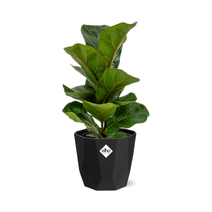 Kamerplant - Ficus Lyrata 'Bambino' - Pot Ø 14cm