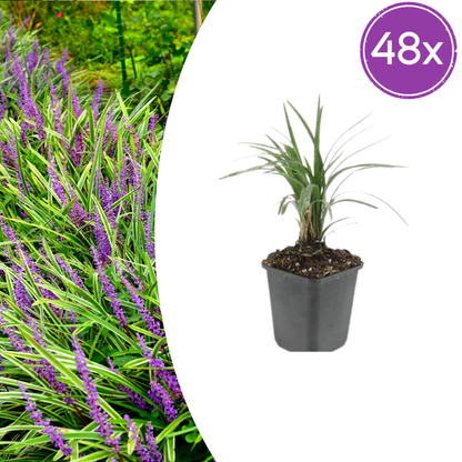Buitenplant 48x Liriope muscari 'Moneymaker' - Bloeiend - Pot Ø 9cm Hoogte ↕ 10-25cm