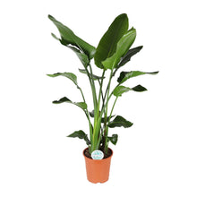 XL plant - Strelitzia Nicolai - Pot Ø 27cm Hoogte ↕ 140cm