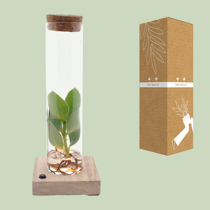 Kamerplant - Clusia in Tube Glas met LED - Pot Ø 5cm Hoogte ↕ 10cm