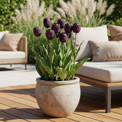 Bloembollen 12x Tulp Triumph Black - Donker Paars - Bolmaat 11/12