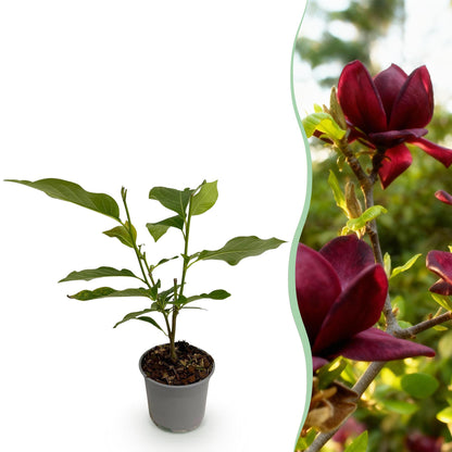 Buitenplant - Magnolia 'Genie' - Bloeiend - Pot Ø 12cm Hoogte ↕ 30cm