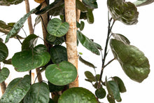 XL plant - Polyscias Fabian - Pot Ø 30cm Hoogte ↕ 150cm