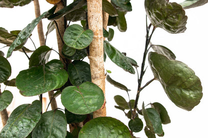 XL plant - Polyscias Fabian - Pot Ø 30cm Hoogte ↕ 150cm