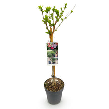 Buitenplant - Hibiscus syriacus 'Tricolour' op stam - Winterhard - Bloeiend - Pot Ø 19cm Hoogte ↕ 90cm