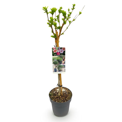 Buitenplant - Hibiscus syriacus 'Tricolour' op stam - Winterhard - Bloeiend - Pot Ø 19cm Hoogte ↕ 90cm