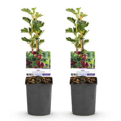 Buitenplant 2x Ribes uva-crispa 'Hinnomäki Röd' - Kruisbes - Pot Ø 11cm Hoogte ↕ 40cm