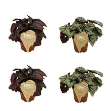 Kamerplant 4x Begonia Rex Etna & Fedor - Pot Ø 12cm Hoogte ↕ 25cm