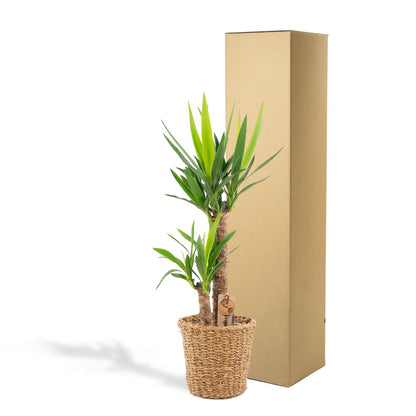 Kamerplant - Yucca met mand - Pot Ø 21cm Hoogte ↕ 100cm
