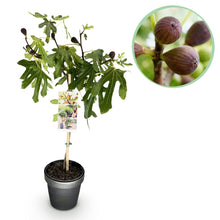 Buitenplant - Ficus carica Little Miss Figgy - Winterhard - Pot Ø 19cm Hoogte ↕ 90cm