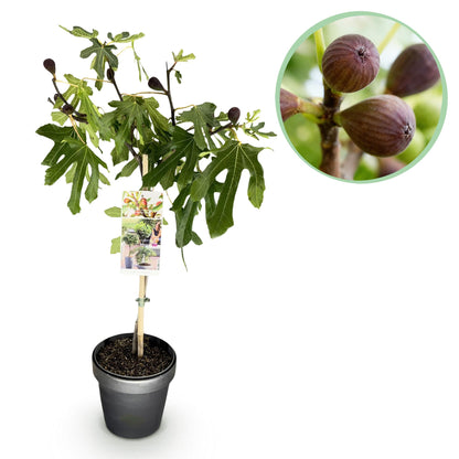 Buitenplant - Ficus carica Little Miss Figgy - Winterhard - Pot Ø 19cm Hoogte ↕ 90cm