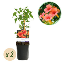 Buitenplant 2x Campsis radicans 'Madame Galen' - Trompetbloem Oranje - Pot Ø 11cm Hoogte ↕ 40cm