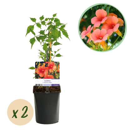 Buitenplant 2x Campsis radicans 'Madame Galen' - Trompetbloem Oranje - Pot Ø 11cm Hoogte ↕ 40cm