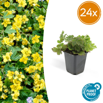 Buitenplant 24x Waldsteinia ternata - Pot Ø 9cm Hoogte ↕ 10-25cm