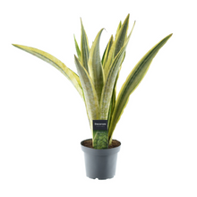 Kamerplant - Sansevieria Aubrytniana Lauren - Pot Ø 14cm Hoogte ↕ 50cm