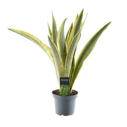 Kamerplant - Sansevieria Aubrytniana Lauren - Pot Ø 14cm Hoogte ↕ 50cm