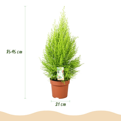 Kamerplant - Cupressus Gold Crest Wilma - Pot Ø 21cm Hoogte ↕ 85-95cm