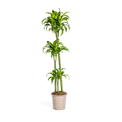 Kamerplant - Dracaena Deremensis Dorado - Pot Ø 24cm Hoogte ↕ 120-140cm