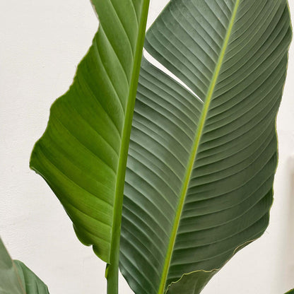XL kamerplant - Strelitzia Augusta multi stam - Pot Ø 30-40cm Hoogte ↕ 250cm