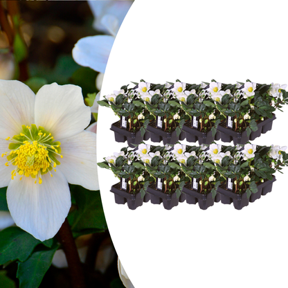 Buitenplant - Helleborus niger 'Christmas Carol' - Set van 48 stuks - Bloeiend