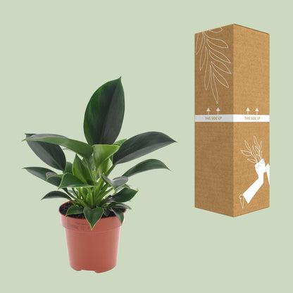 Kamerplant - Philodendron Green Princess - Pot Ø 12cm Hoogte ↕ 25cm