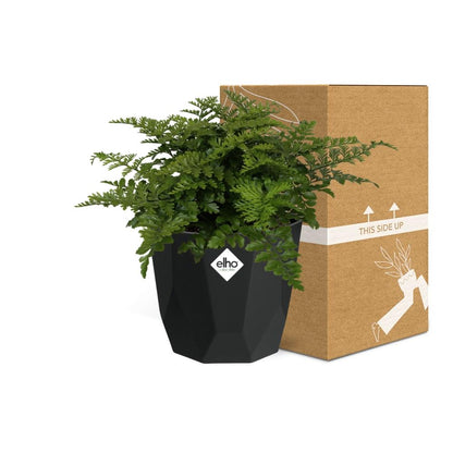 Kamerplant - Asplenium Parvati - Pot Ø 14cm
