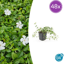 Buitenplant 48x Vinca minor 'Gertrude Jekyll' - Winterhard - Pot Ø 9cm Hoogte ↕ 10-25cm
