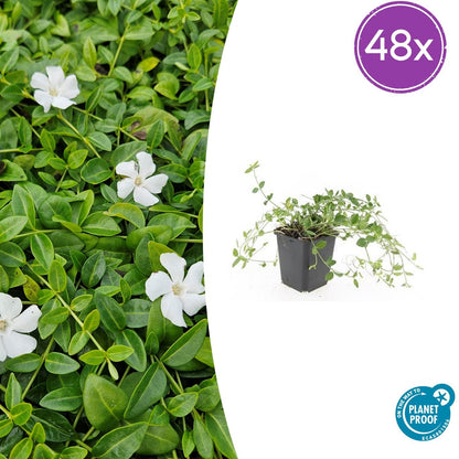 Buitenplant 48x Vinca minor 'Gertrude Jekyll' - Winterhard - Pot Ø 9cm Hoogte ↕ 10-25cm