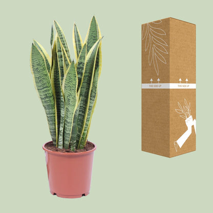 Kamerplant - Sansevieria Trifasciata Laurentii - Pot Ø 14cm Hoogte ↕ 40cm