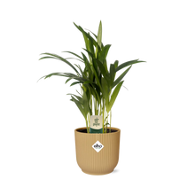 Kamerplant - Dypsis Lutescens (Areca) - Inclusief sierpot - Pot Ø 12cm