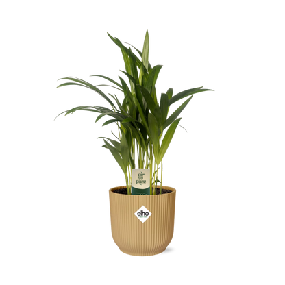 Kamerplant - Dypsis Lutescens (Areca) - Inclusief sierpot - Pot Ø 12cm