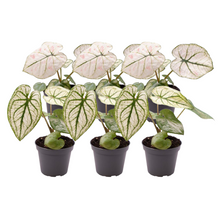 Kamerplant 6x Caladium Mix