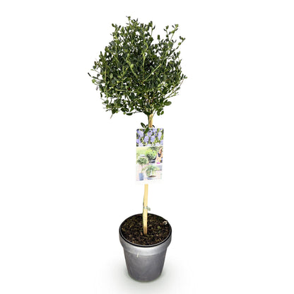 Buitenplant - Ceanothus impressus Victoria - Winterhard - Pot Ø 19cm Hoogte ↕ 90cm
