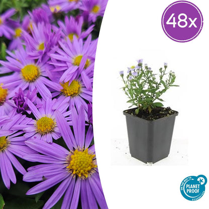 Buitenplant 48x Aster (D) 'Prof. Anton Kippenberg' - Bloeiend - Pot Ø 9cm Hoogte ↕ 10-25cm