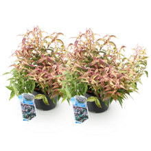 Buitenplant 2x Leucothoe Makijaz - Groenblijvend - Pot Ø 17cm Hoogte ↕ 45cm