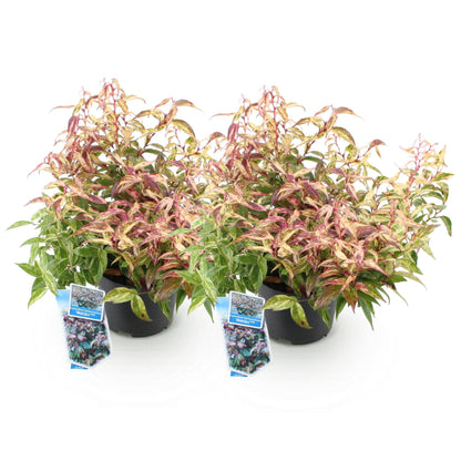 Buitenplant 2x Leucothoe Makijaz - Groenblijvend - Pot Ø 17cm Hoogte ↕ 45cm