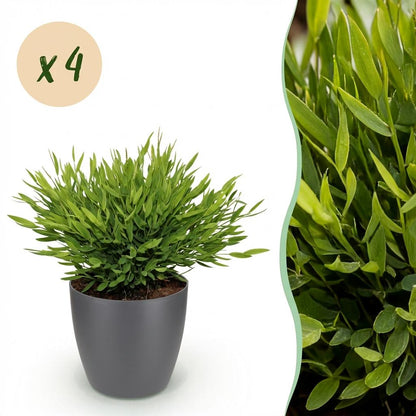 Kamerplant 4x Pogonatherum paniceum - Pot Ø 12cm Hoogte ↕ 20cm