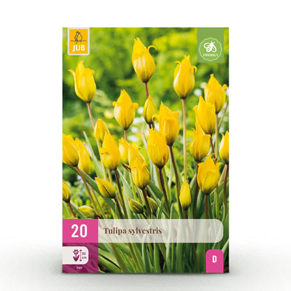 Buitenplant - Tulp Sylvestris - Bloeiend - 20 bollen Bolmaat 5/6