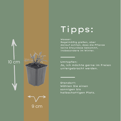 Buitenplant 24x Gaura l. 'Whirling Butterflies' - Bloeiend - Pot Ø 9cm Hoogte ↕ 10-25cm