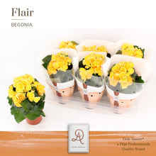 Kamerplant - Begonia Nadine Dolc'Amore® Flair - Bloeiend - Pot Ø 14cm Hoogte ↕ 31cm