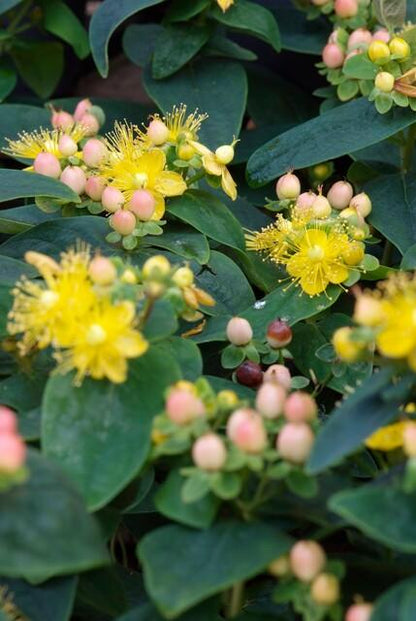 Buitenplant 60x Hypericum inodorum 'Annebel' - Bloeiend - Pot Ø 9cm