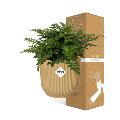 Kamerplant - Asplenium Parvati - Pot Ø 14cm