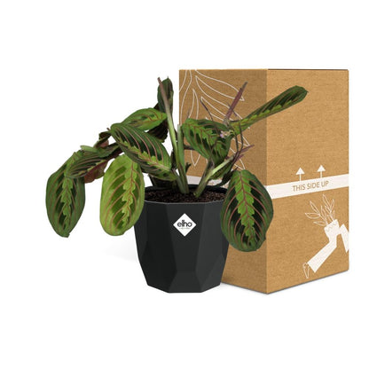 Kamerplant - Maranta Leuconeura 'Fascinator' Tricolor - Pot Ø 14cm