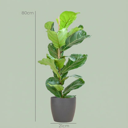 Kamerplant - Ficus Lyrata - Pot Ø 21cm Hoogte ↕ 80cm