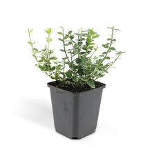 Buitenplant 48x Euonymus fort. 'Emerald Gaiety' - Pot Ø 9cm Hoogte ↕ 10-25cm