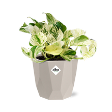 Kamerplant - Epipremnum Pinnatum Happy Leaf - Pot Ø 14cm